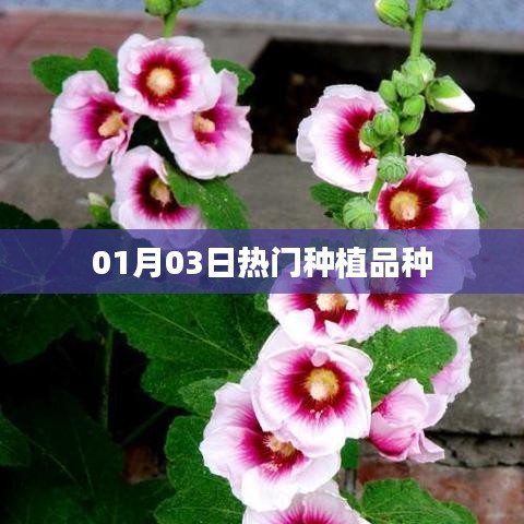 热门种植品种，最新动态与趋势分析