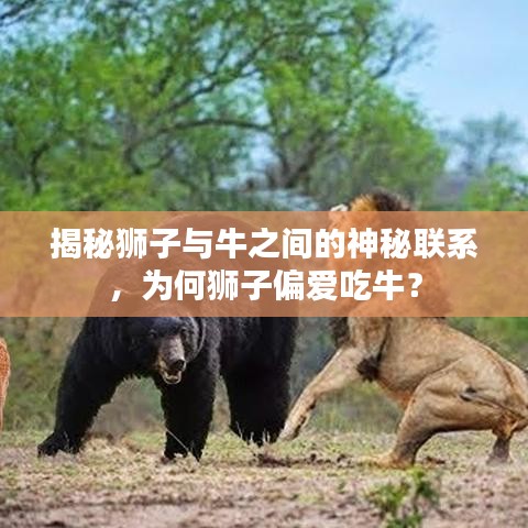 揭秘狮子与牛之间的神秘联系，为何狮子偏爱吃牛？