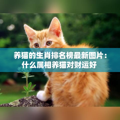 养猫的生肖排名榜最新图片：什么属相养猫对财运好 