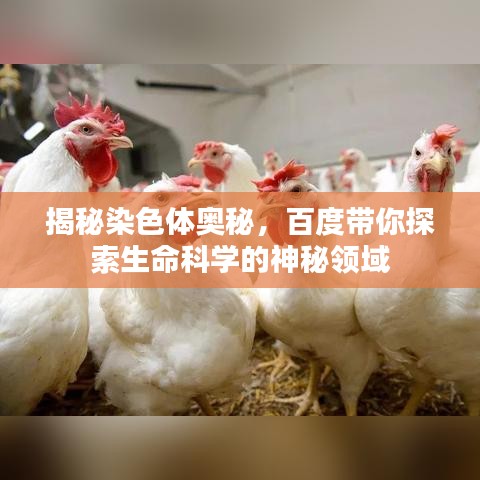 揭秘染色体奥秘，百度带你探索生命科学的神秘领域