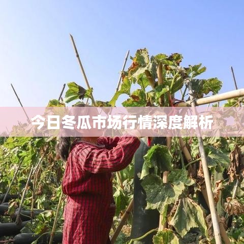 今日冬瓜市场行情深度解析