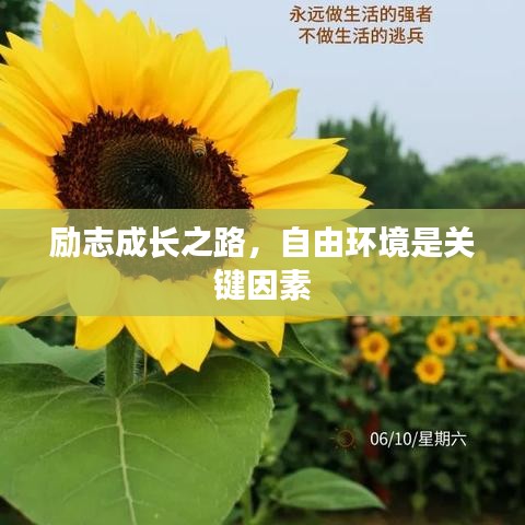 励志成长之路，自由环境是关键因素