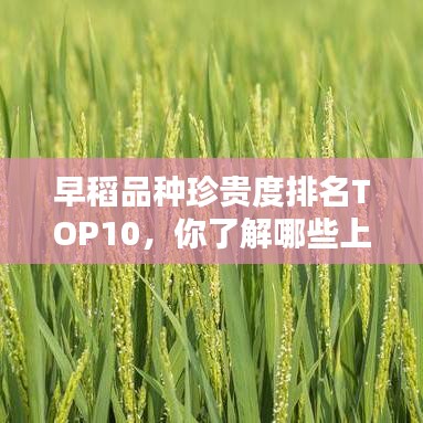 早稻品种珍贵度排名TOP10，你了解哪些上榜？