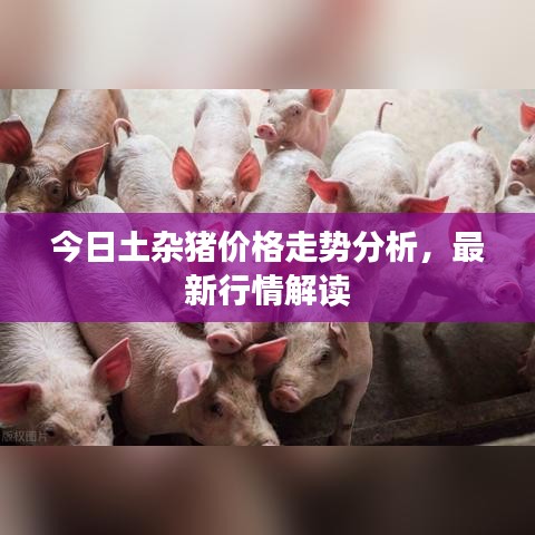 今日土杂猪价格走势分析，最新行情解读