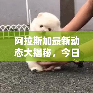 阿拉斯加最新动态大揭秘，今日头条报道汇总！