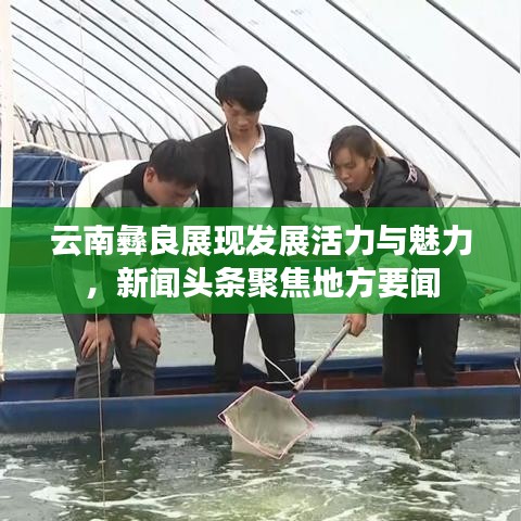 云南彝良展现发展活力与魅力，新闻头条聚焦地方要闻