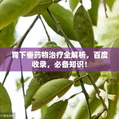 胃下垂药物治疗全解析，百度收录，必备知识！