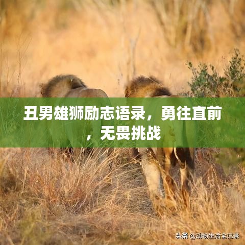 丑男雄狮励志语录，勇往直前，无畏挑战