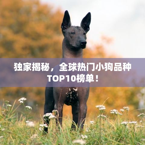 独家揭秘，全球热门小狗品种TOP10榜单！