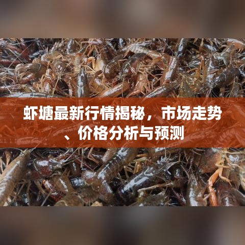 虾塘最新行情揭秘，市场走势、价格分析与预测