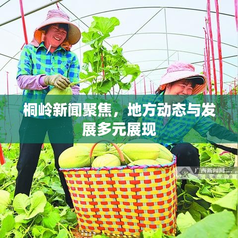 桐岭新闻聚焦，地方动态与发展多元展现