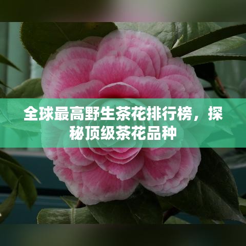 以卵就石 第2页