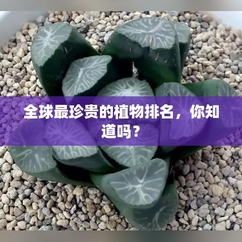 轻徙鸟举 第2页