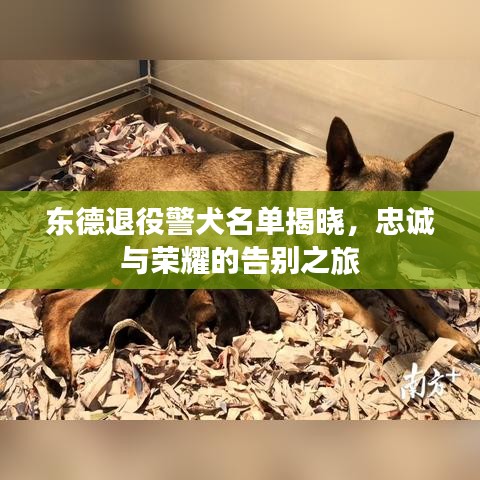 东德退役警犬名单揭晓，忠诚与荣耀的告别之旅