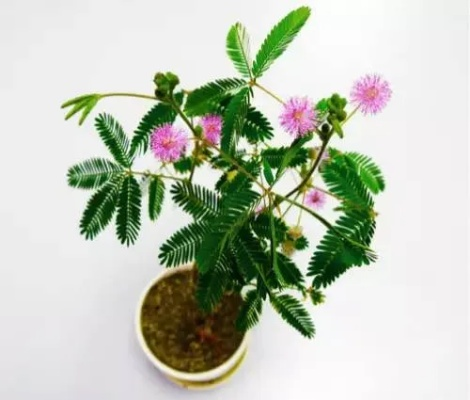 含羞草新版本全面解析，定义、功能亮点与竞争优势