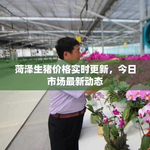 菏泽生猪价格实时更新,今日市场最新动态