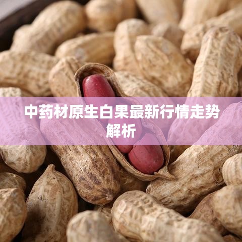 中药材原生白果最新行情走势解析