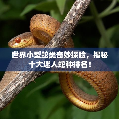 世界小型蛇类奇妙探险,揭秘十大迷人蛇种排名!